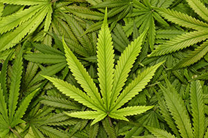 CBD Leaves
